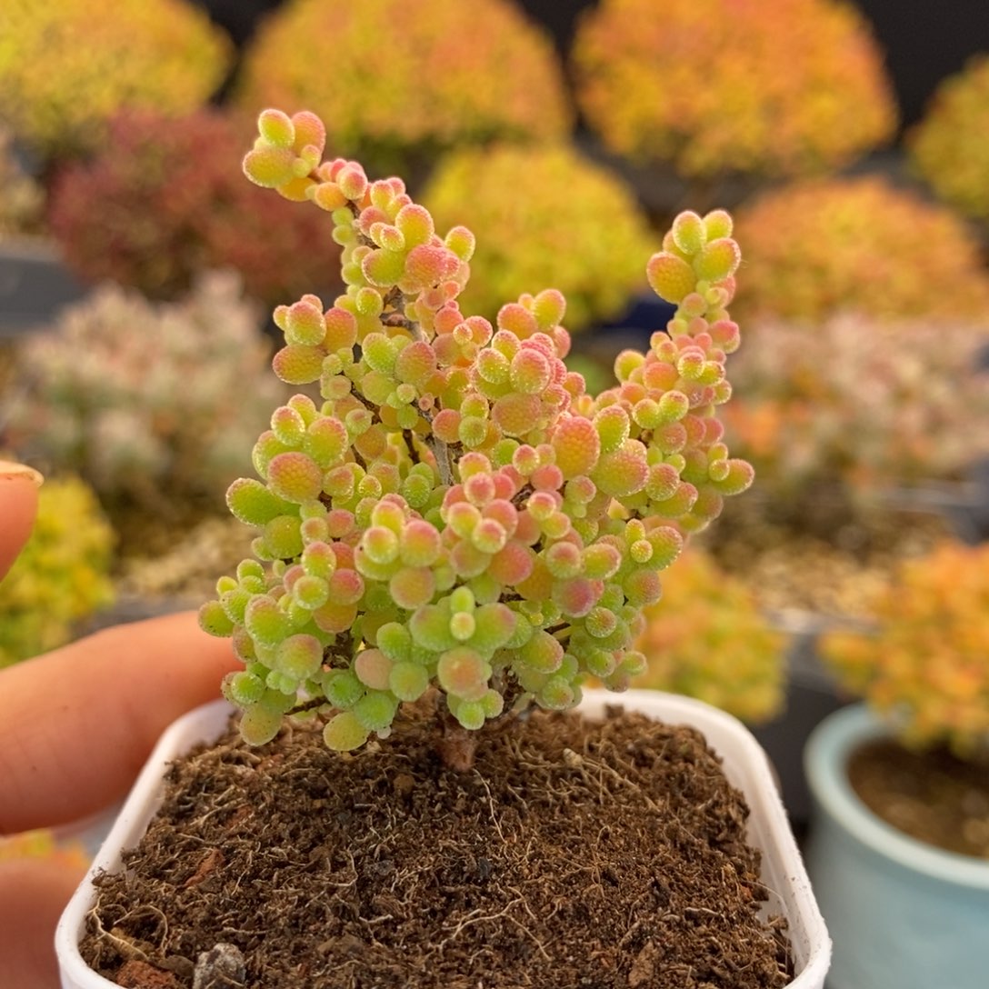 273蜜橘糖球 。      