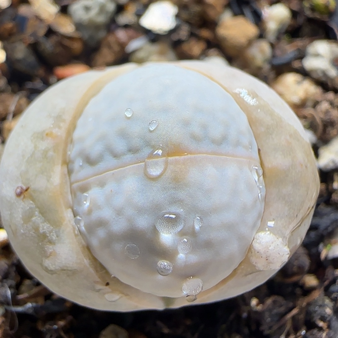 高尔夫多肉植物百科