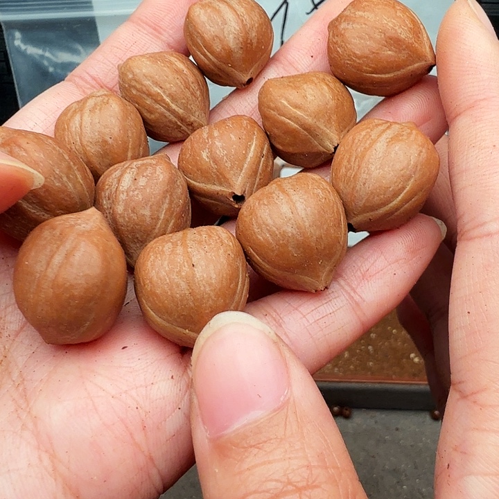 手串/手链橄榄核橄榄