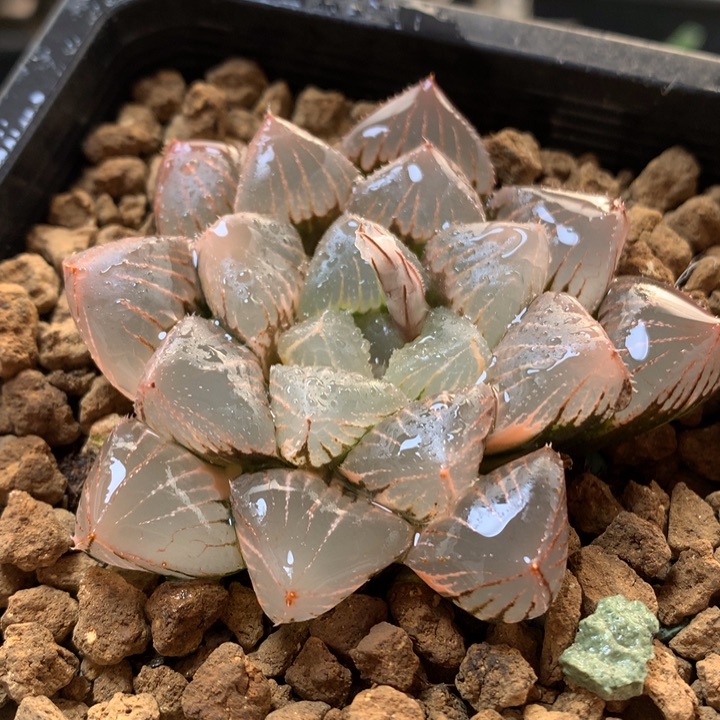 糯玉露锦带盆土发货