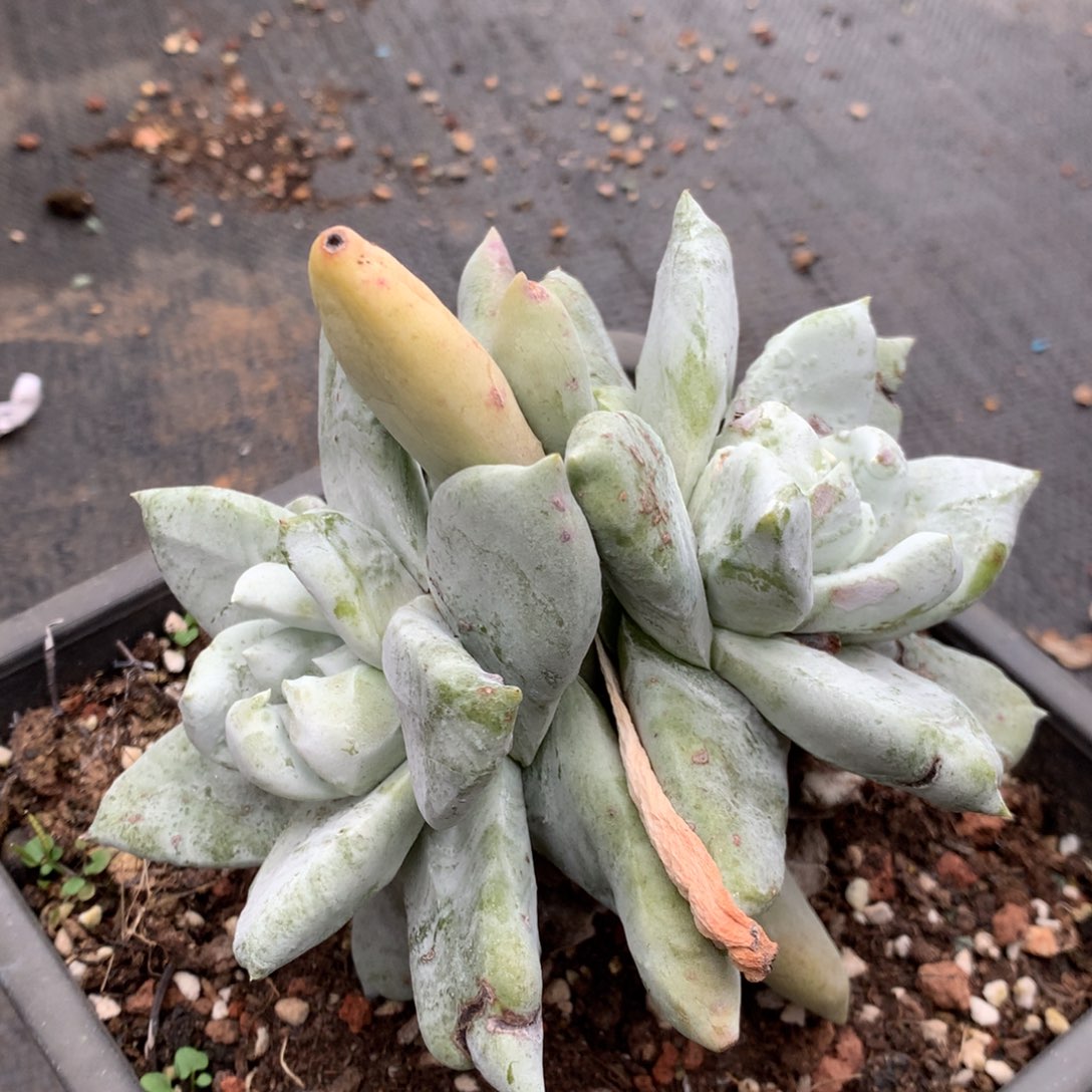 海星叶拇指，多肉植物