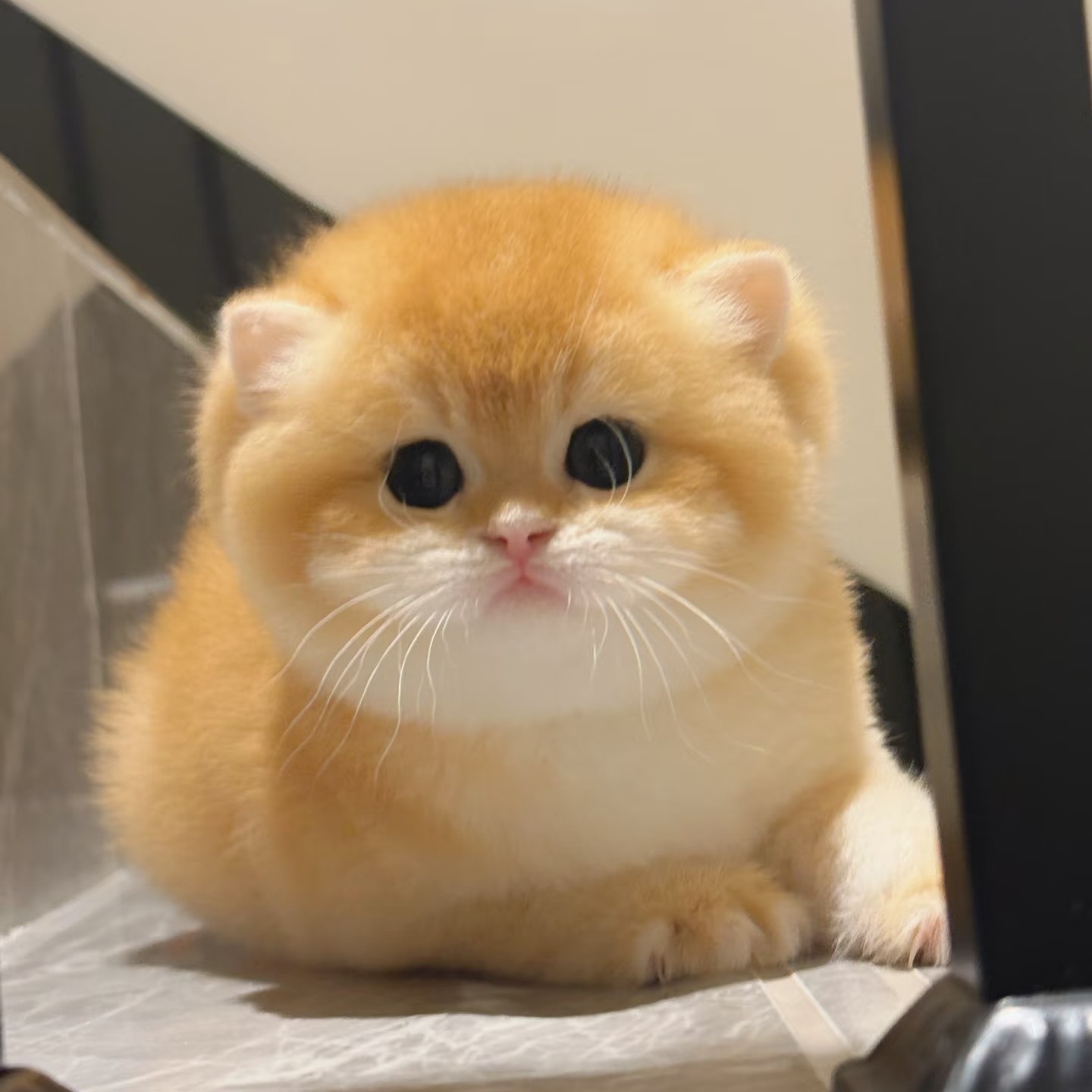 可爱渐层猫咪金渐层蓝金渐层紫金渐层宠物猫内蒙老狗