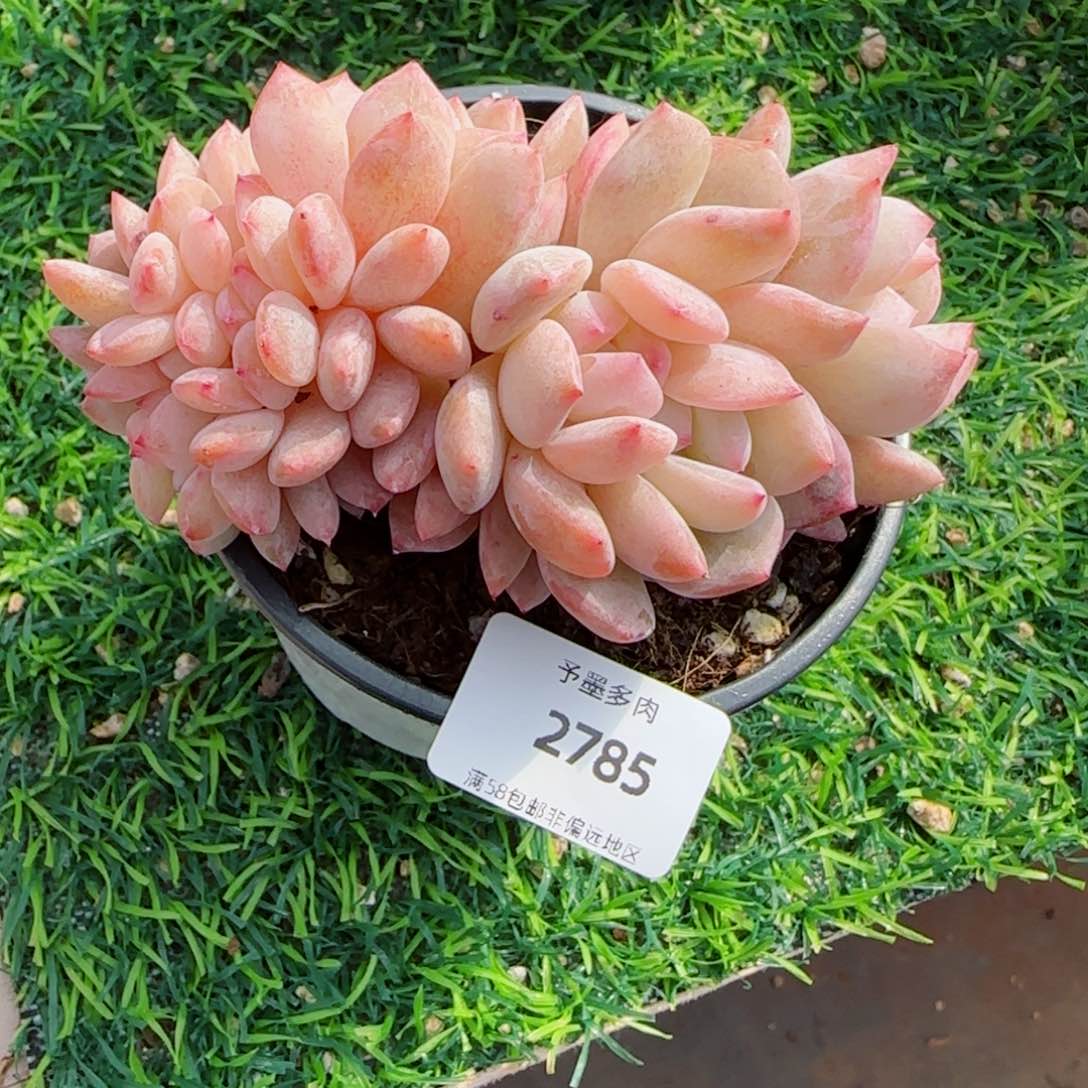 橙子缀化，2785多肉