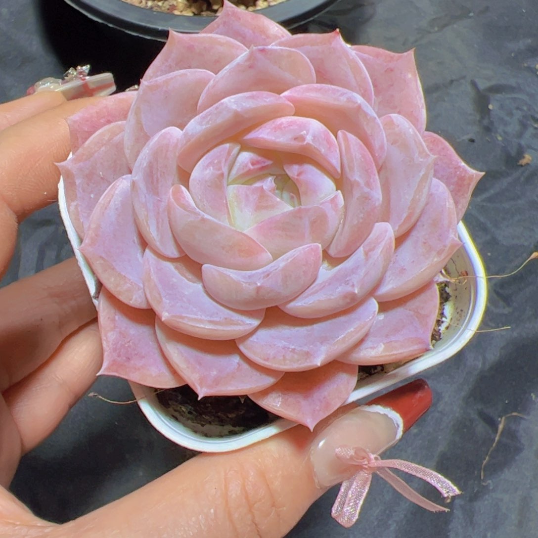 刘*多肉植物，多肉植物