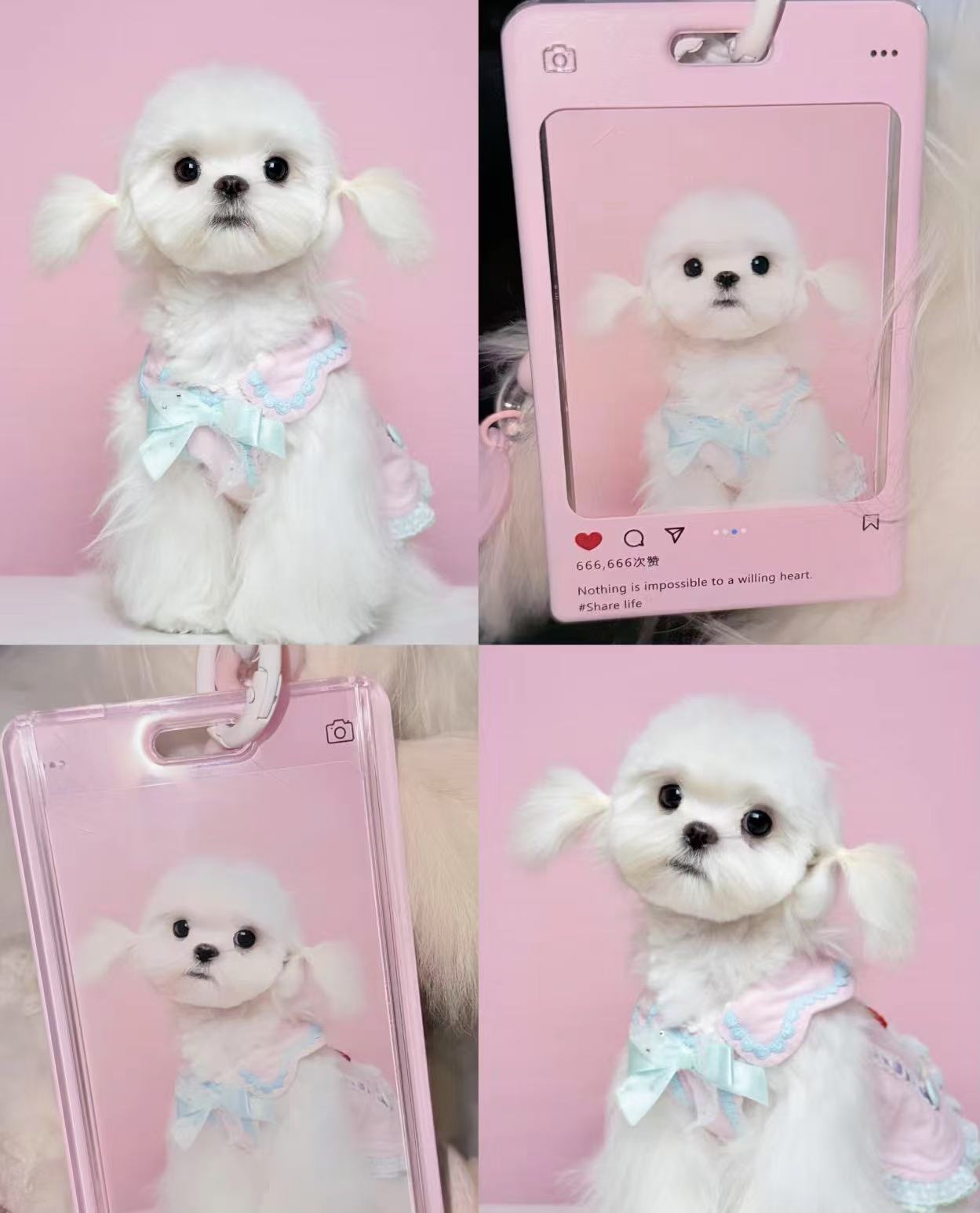 宠相册定制个性化设计记录美好瞬间