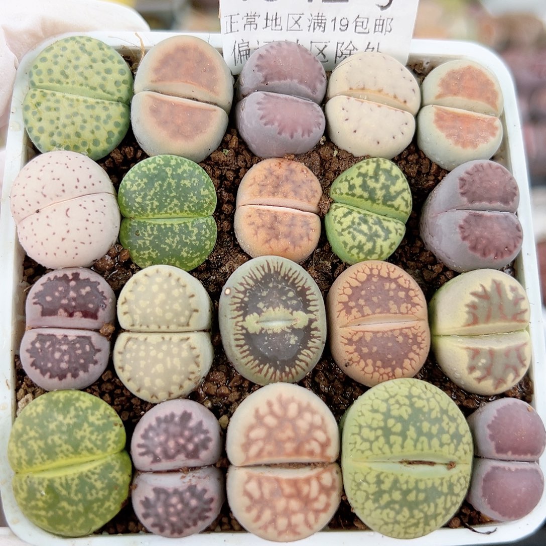 4542 好养易活生石花大母本