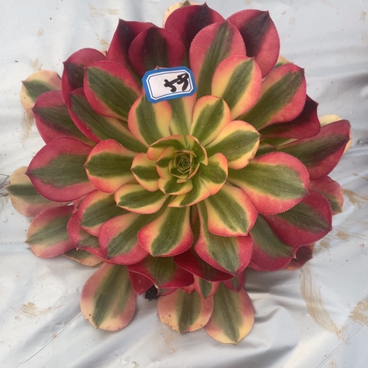 59粉女巫法师锦锦