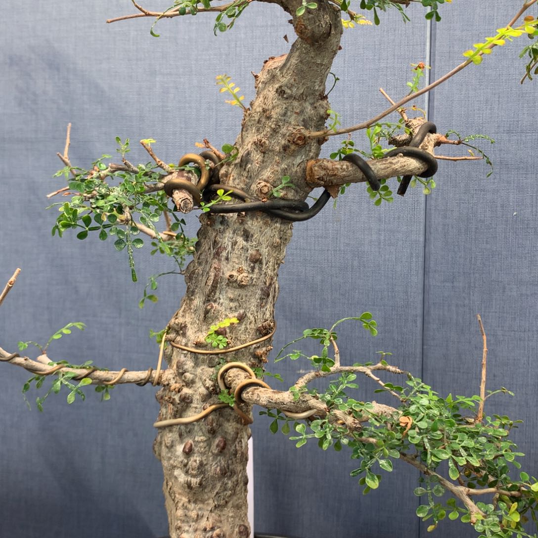 列加氏漆树实生实生