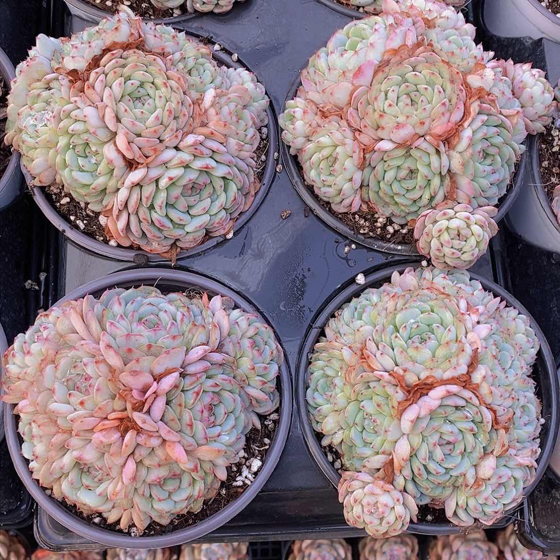 3.8-10-大群白胖子福利一颗 量拍