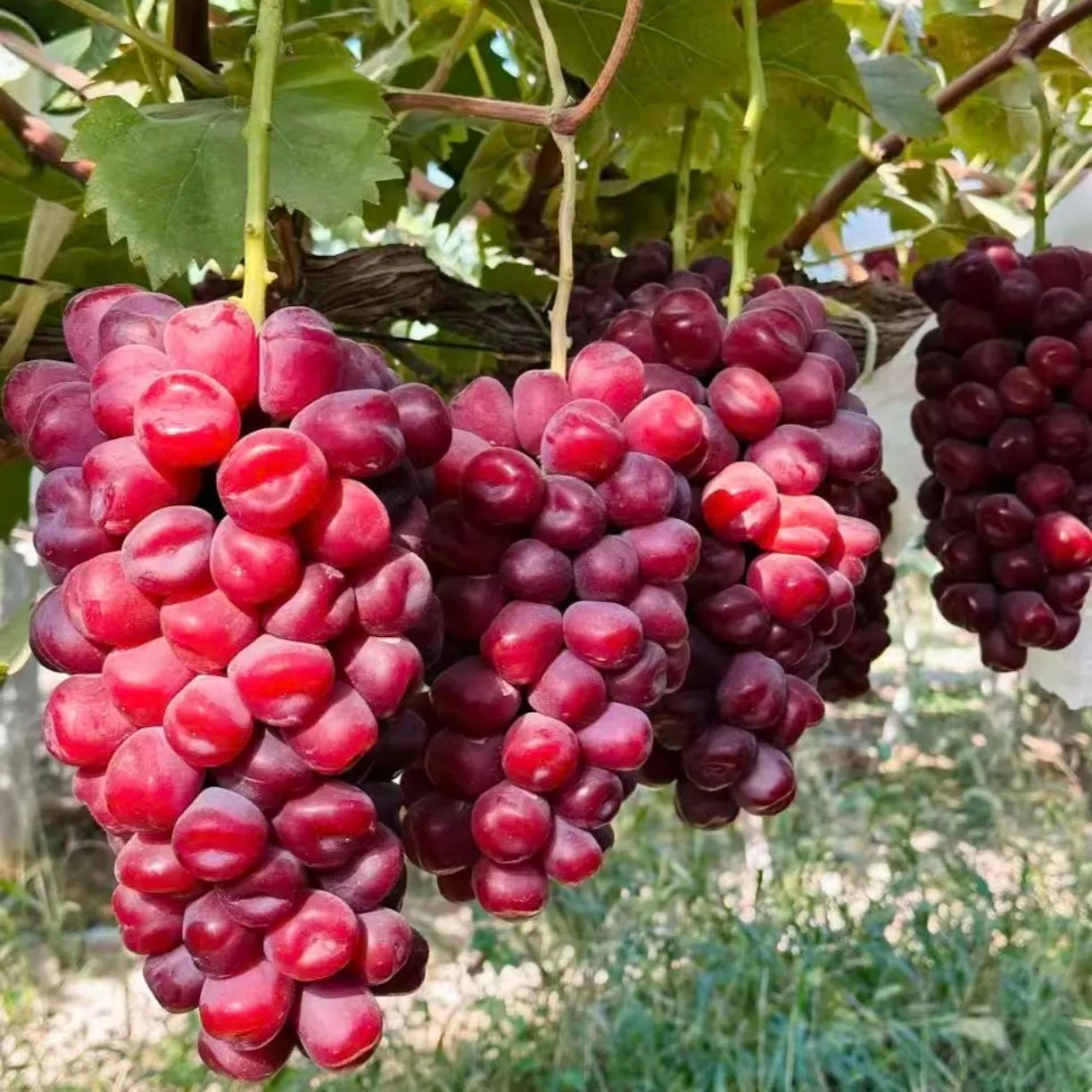浪漫红颜葡萄树苗基地发货一物一拍品种对版