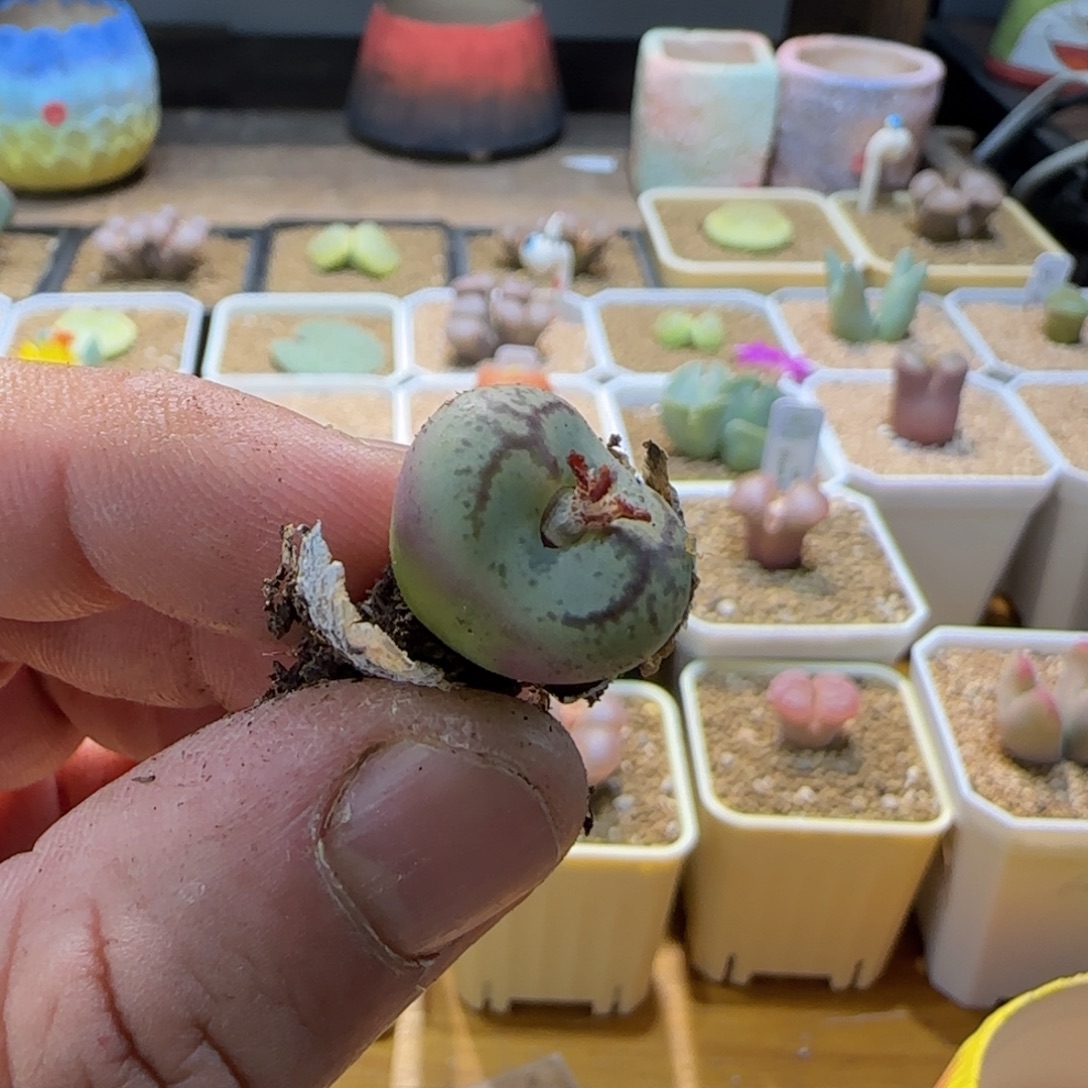 清****这个我都想了啊笑拉哈哈