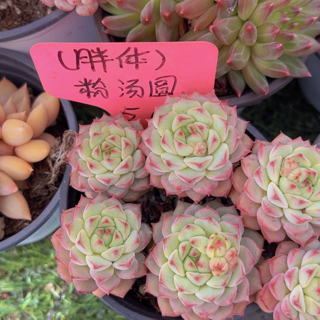 香玉的故事是一个人的