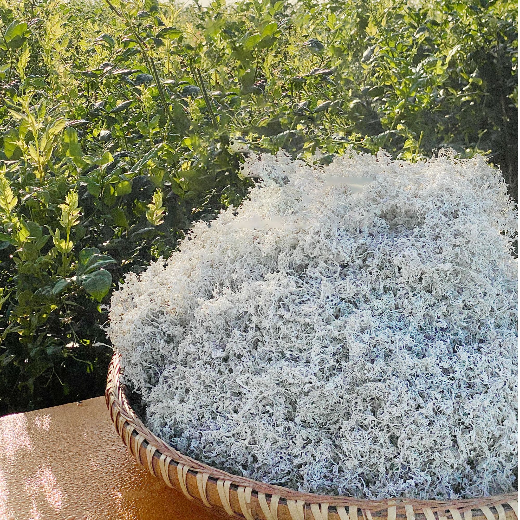 小藤匠2025年龙须新茶湖北恩施来凤藤茶龙须嫩芽尖