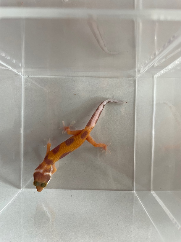 温顺可爱适合新手的爬宠