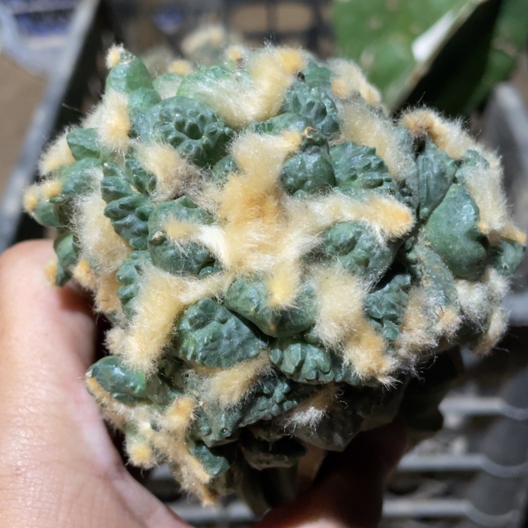 宽犹龟怒杂900 仙人球