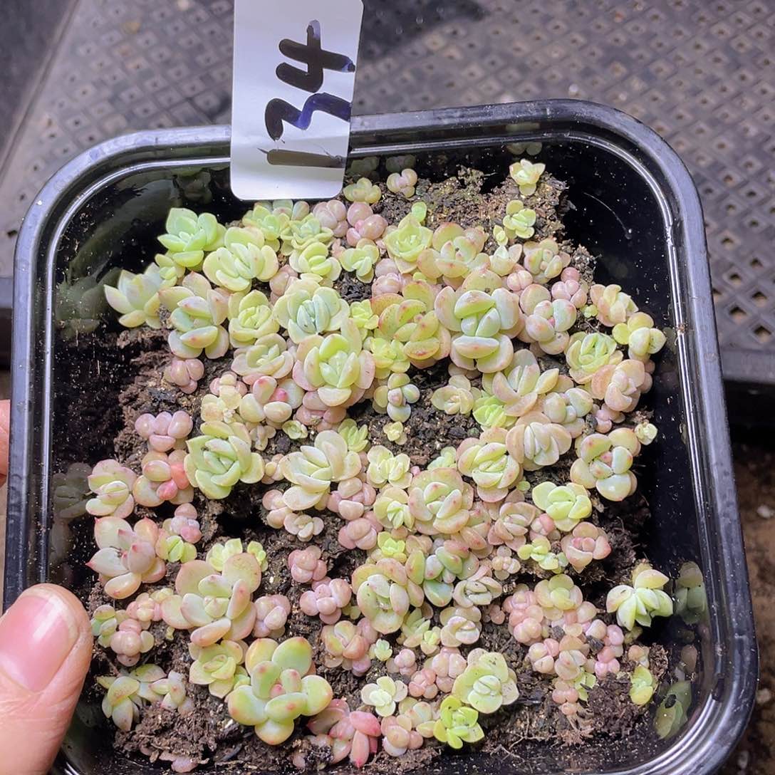 多肉植物多肉植物134