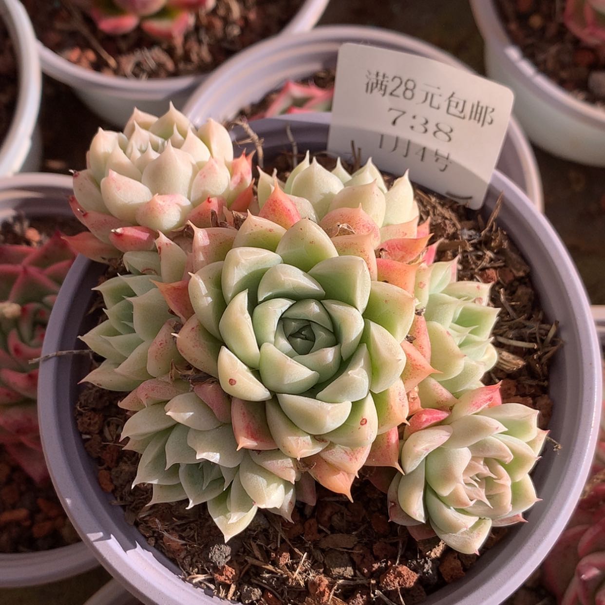 【闪购商品】云738号