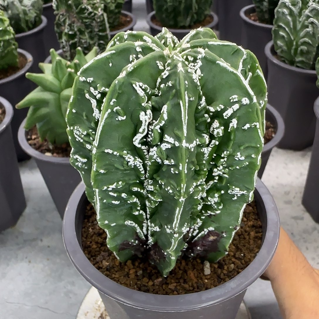 核桃鸾凤玉实生根013