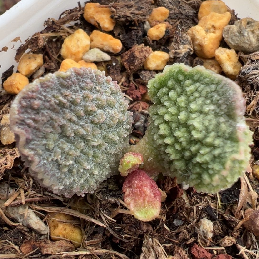 4爆炸刺实生新品水泡