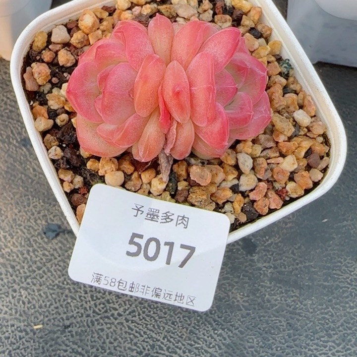 琥珀福利，5017多肉