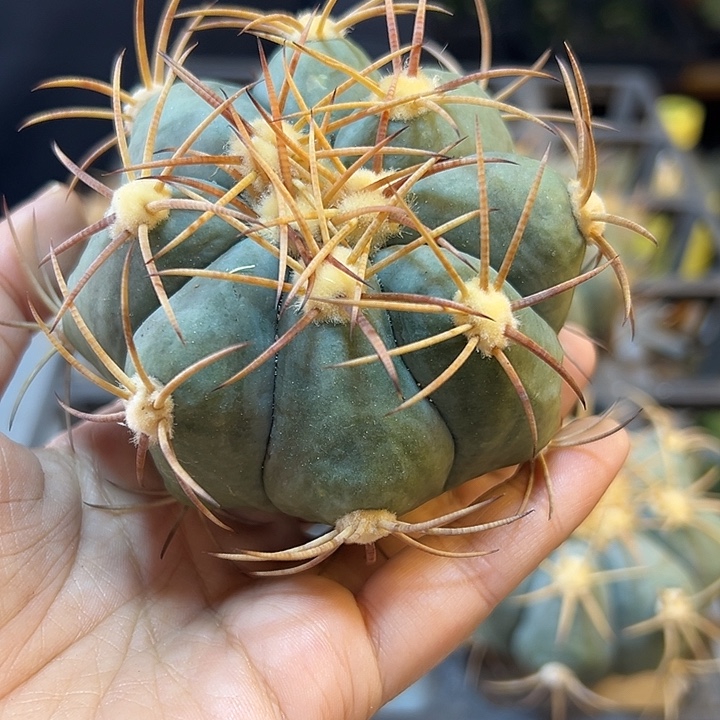 平丸无根含刺8公分1颗