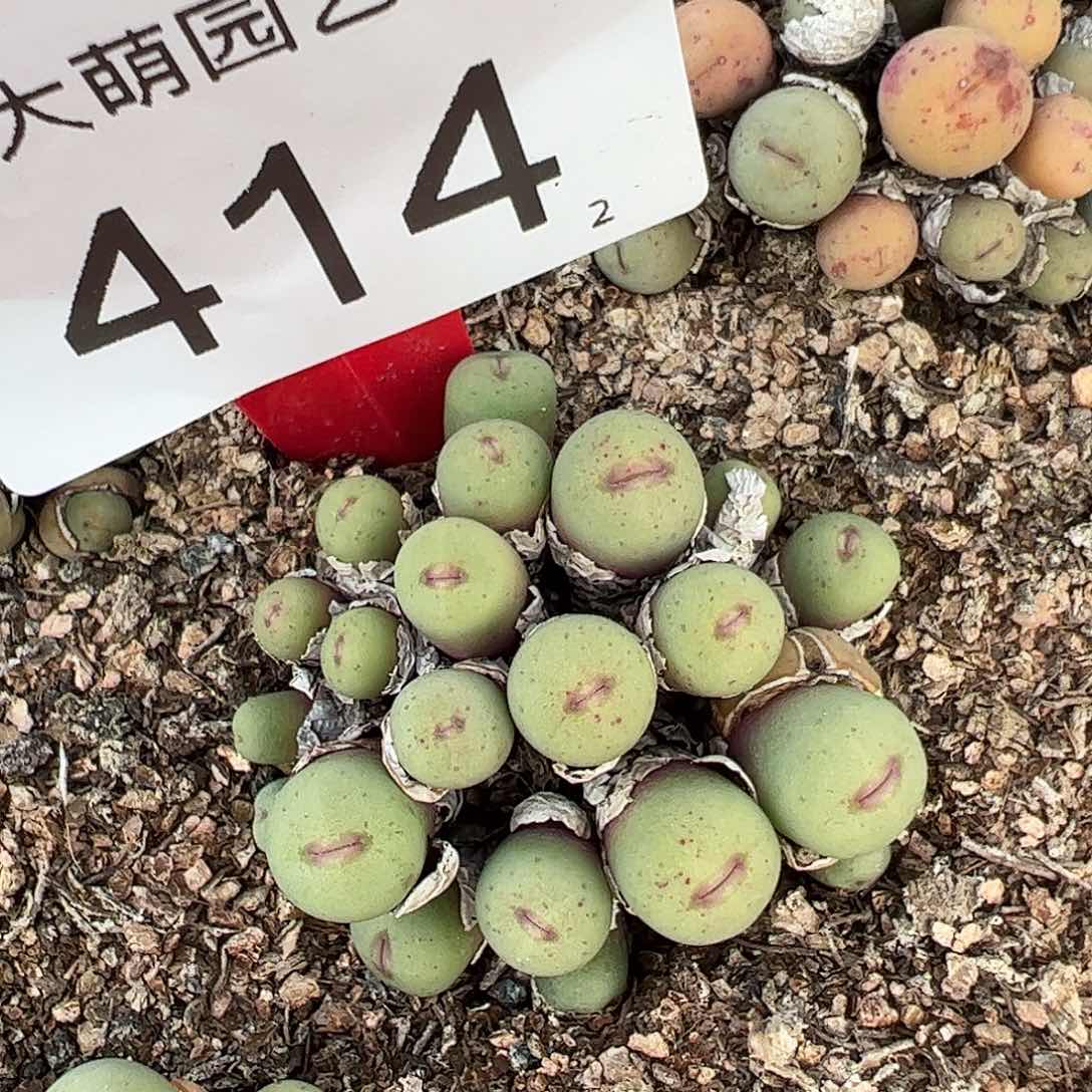 0000414 一物一拍脱土发……