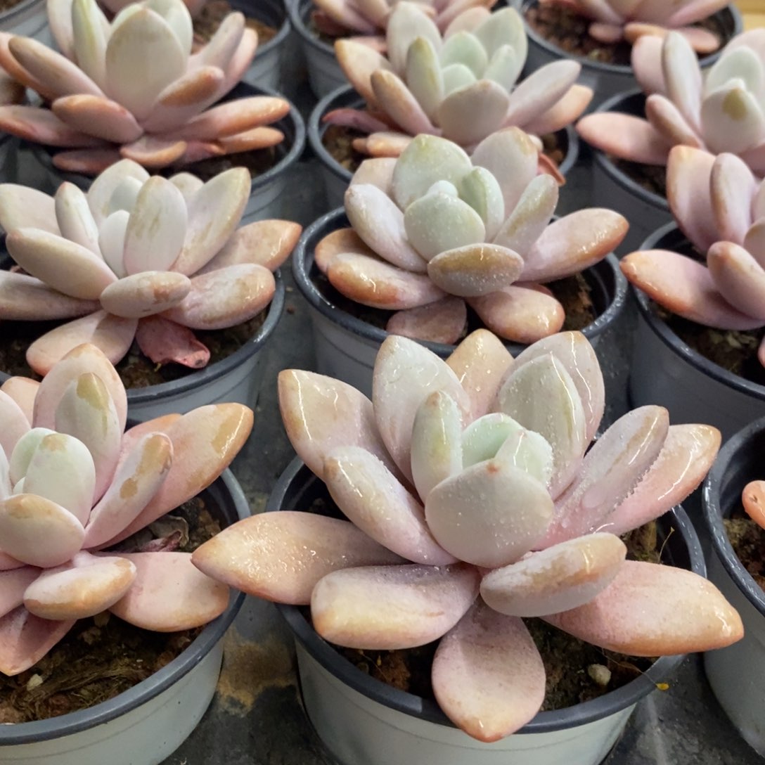 27。粉兔单头。福利多多