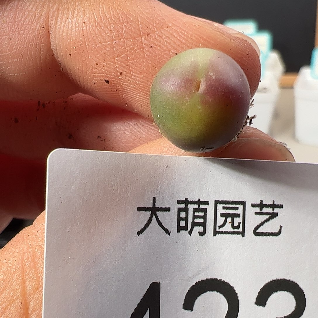 0000423 一物一拍……