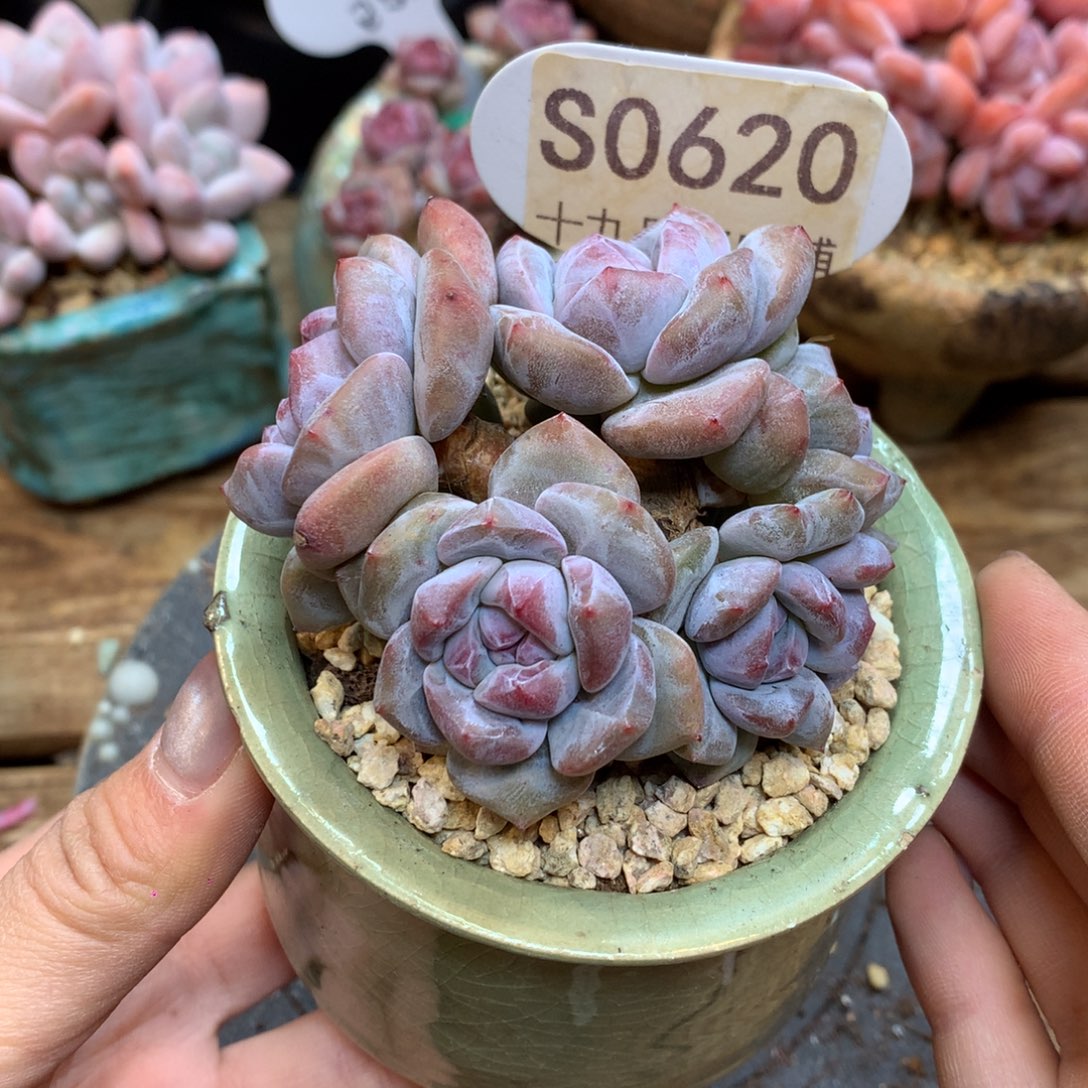 S0620 突尼斯 模特同款