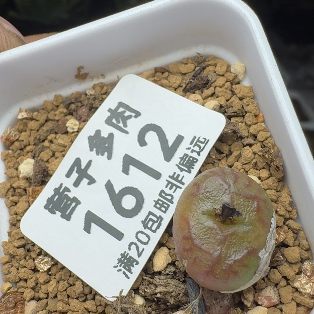 毛杂带盆土。                   