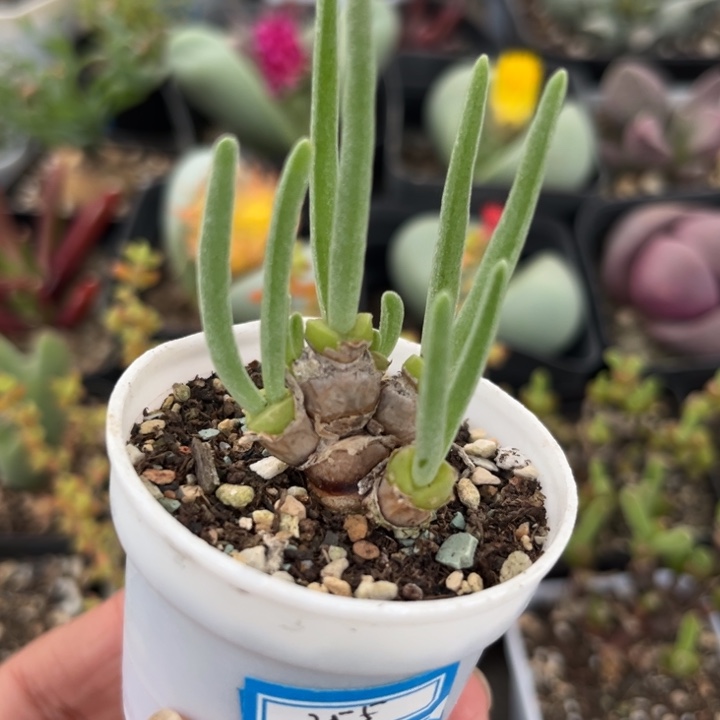 255 碧光环小兔子多肉