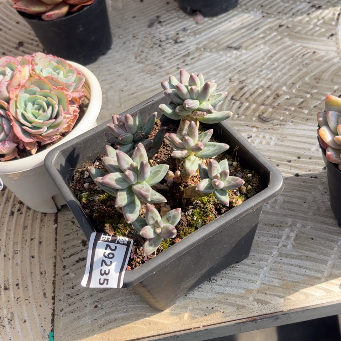 乌拉克拉多肉植物29235