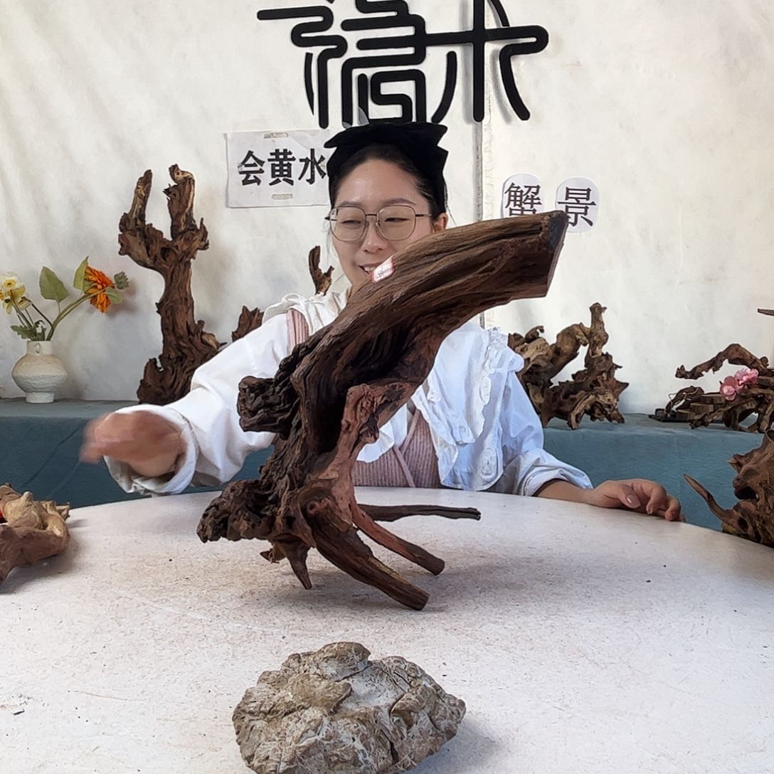 沉木造景寄居蟹造景