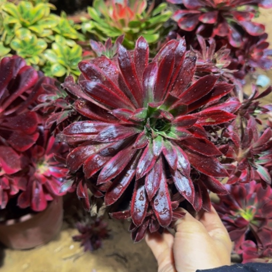 孔雀锦9.9多肉植物