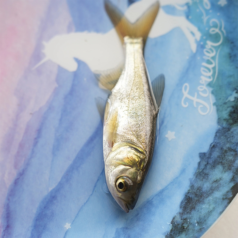 （按斤）冰鲜现捞四川花鲢鱼  生态养殖