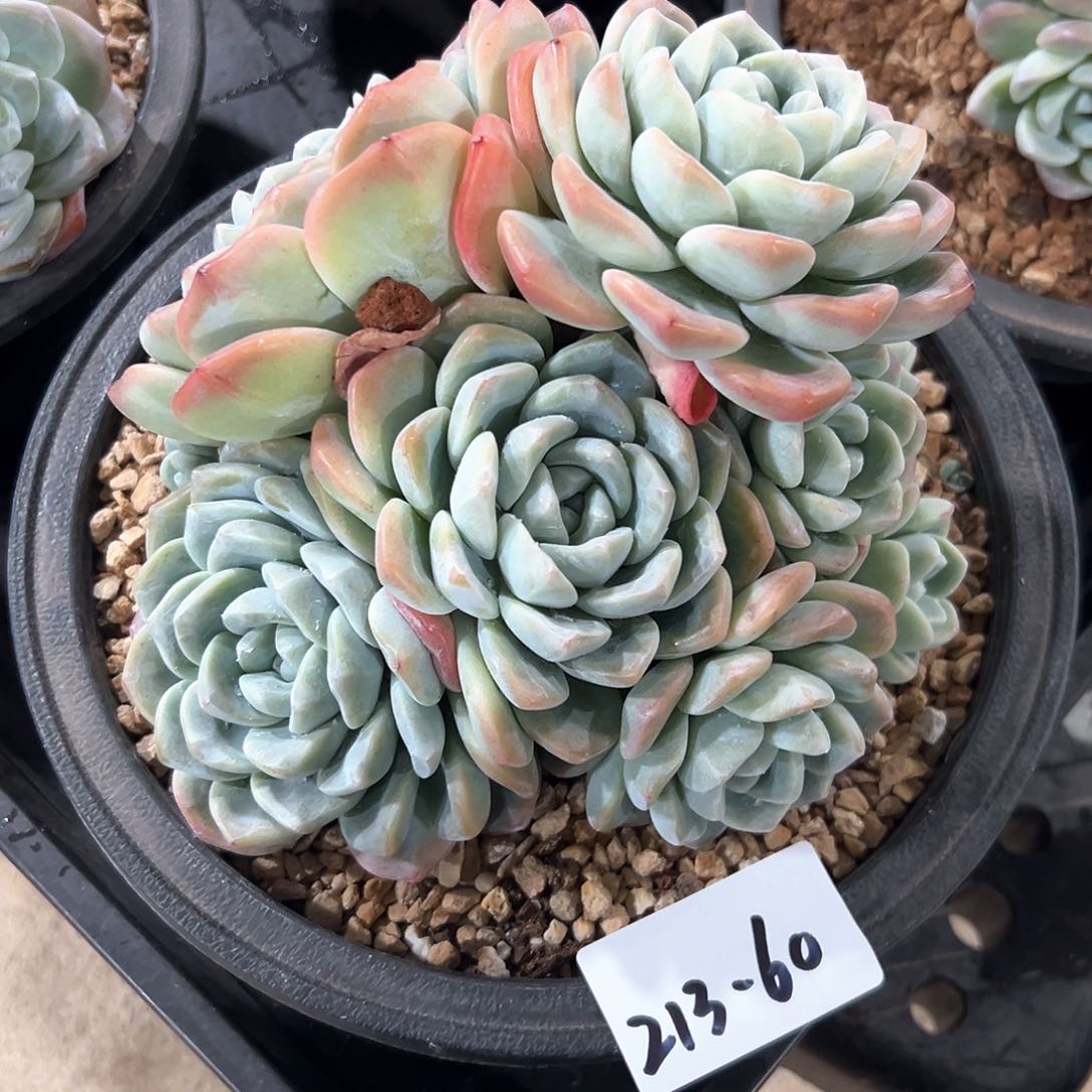 213-60冰玉多头多肉