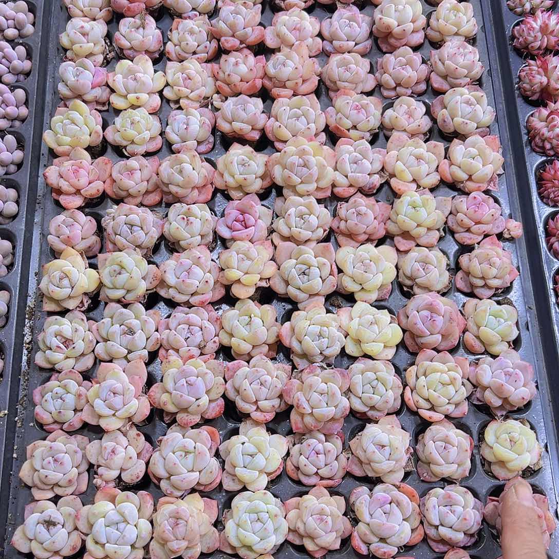 草莓啵啵5个19包邮多肉