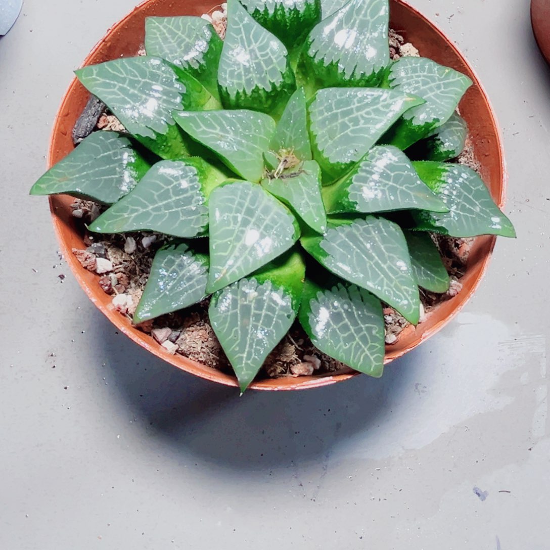 母本冰河多肉植物6666