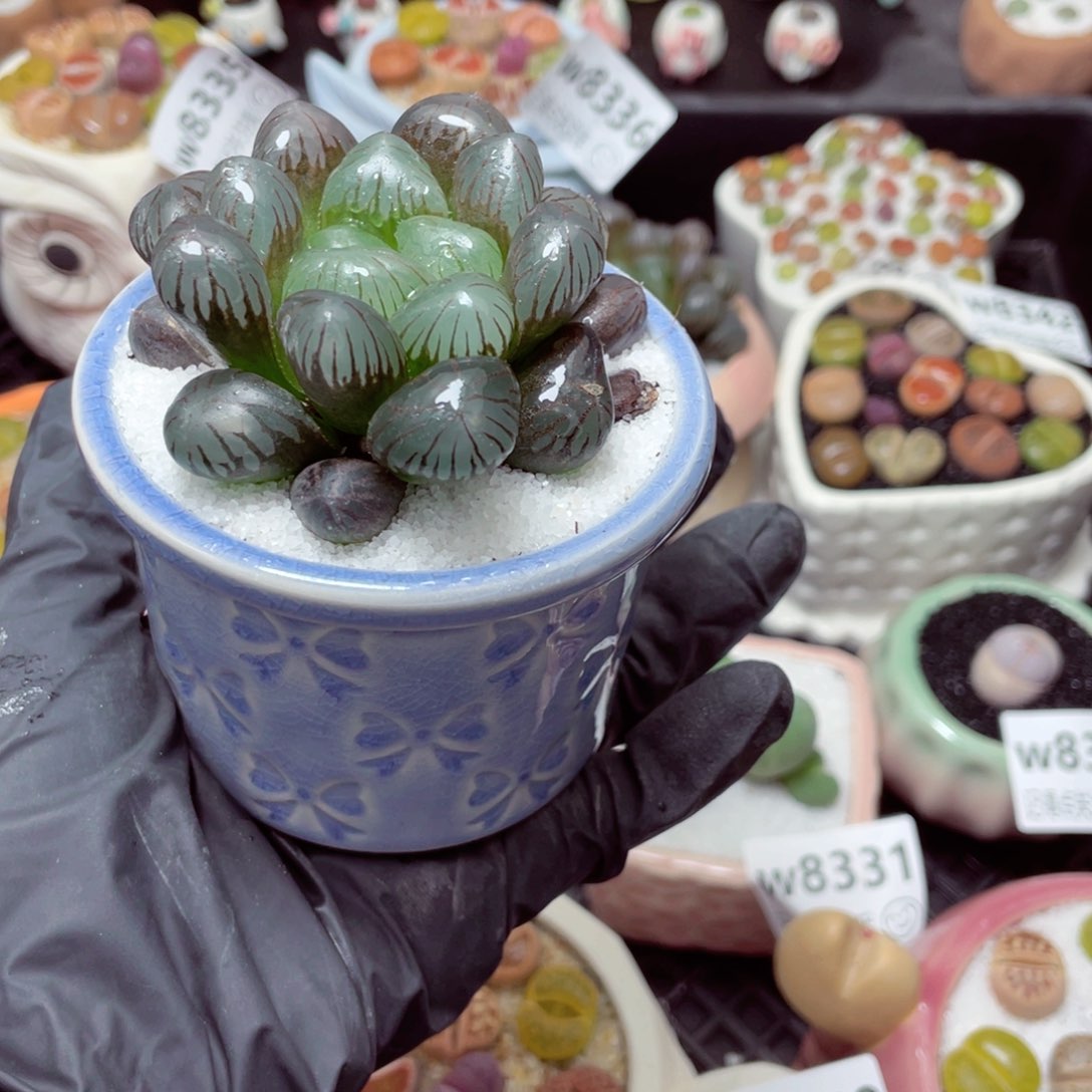 w8279 带盆土发货-零下地区拍保温箱