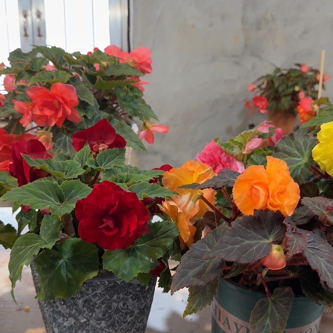 绿叶红➕摩卡浅橙，不拍保温冻死不售后掉花折叶正常介意勿拍