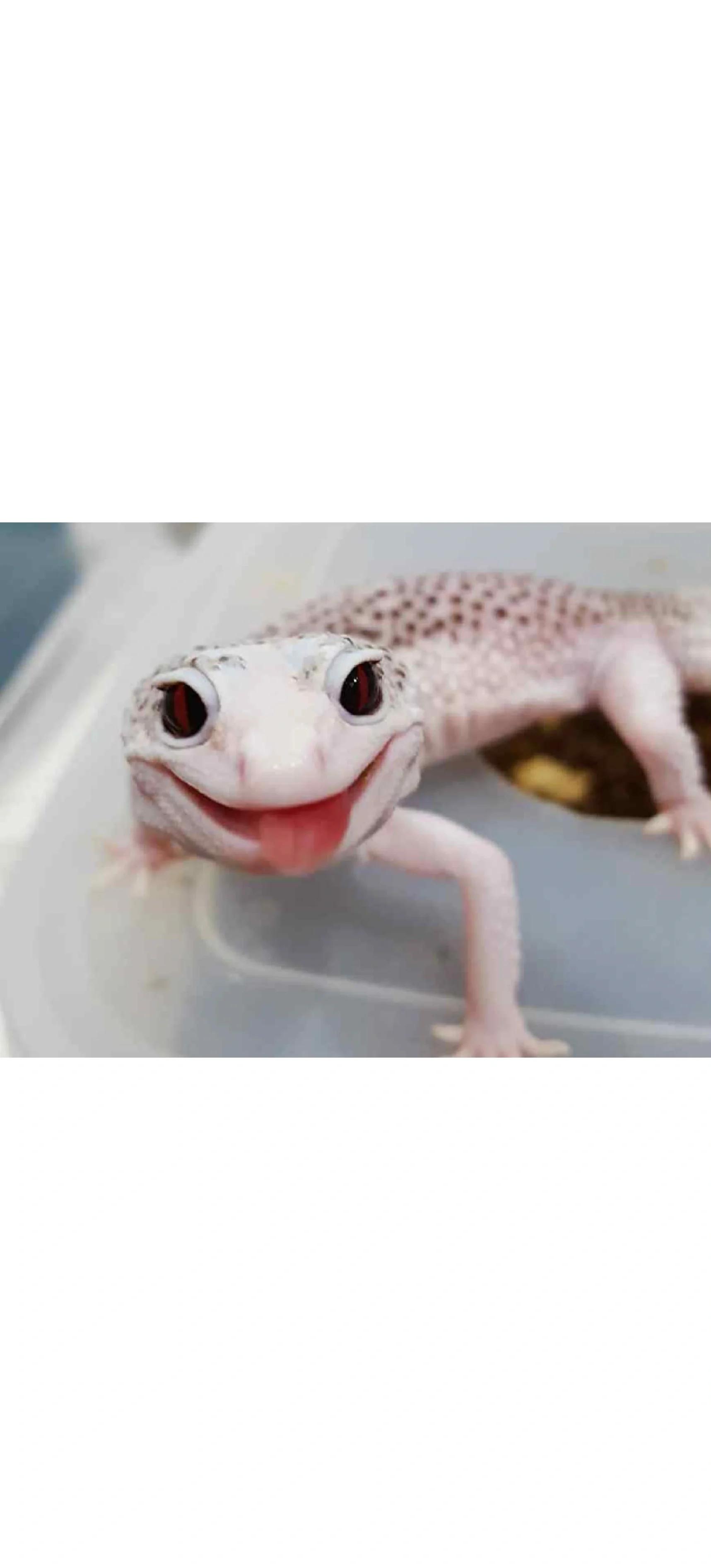 （宠物）懒人爬宠宫-开食上手健康守