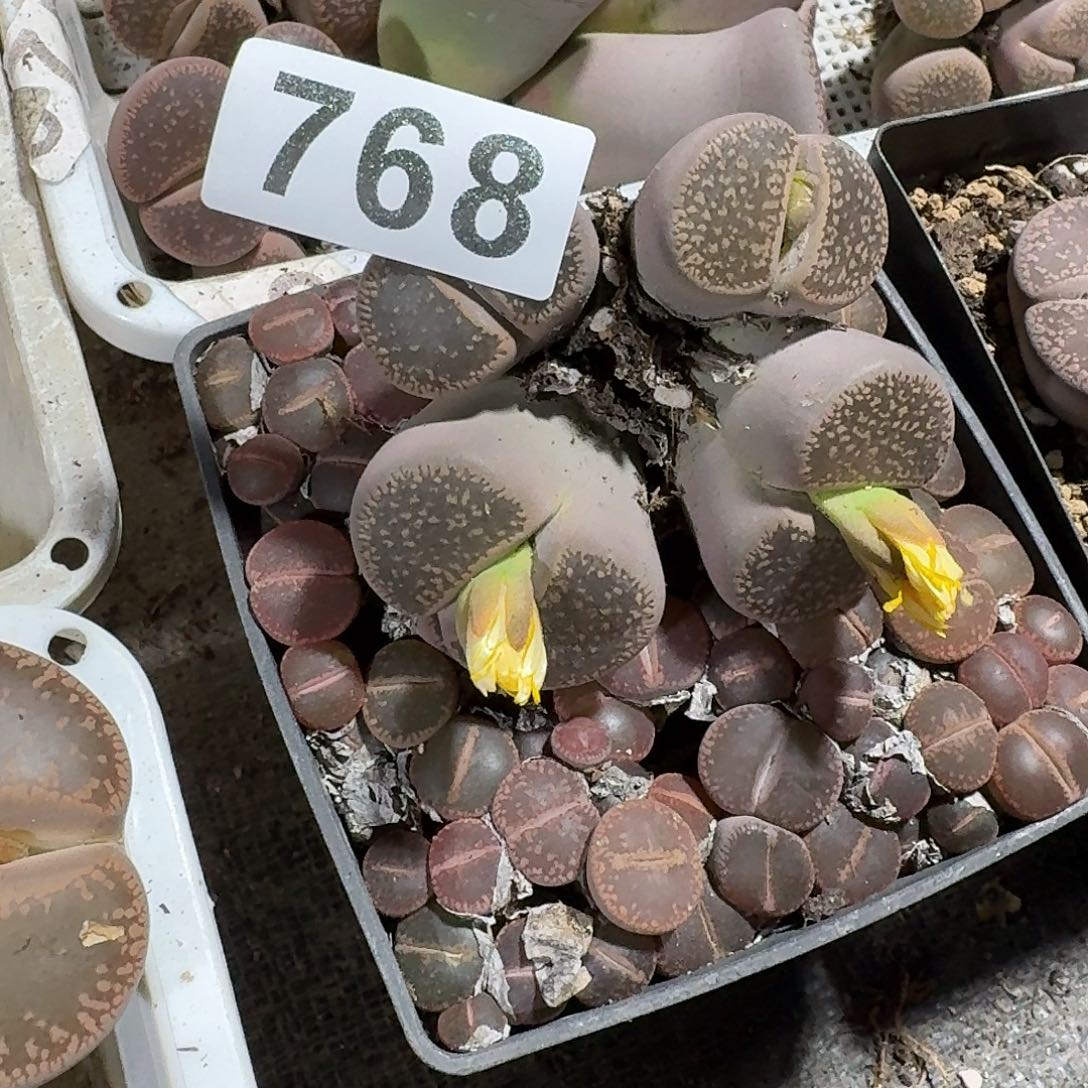 忘***忧生石花一物一拍768