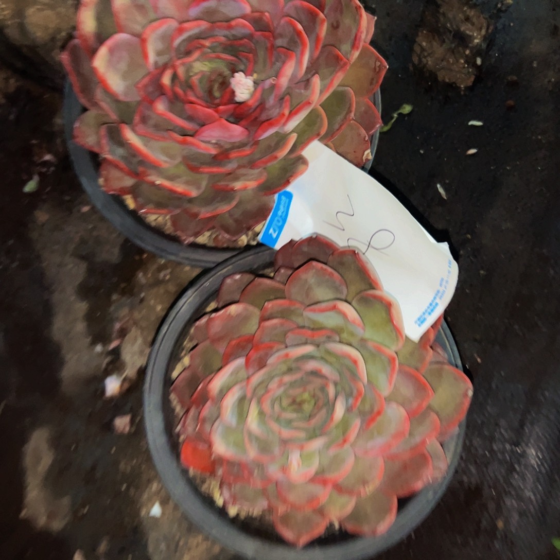 ****陌38号一物一拍两颗