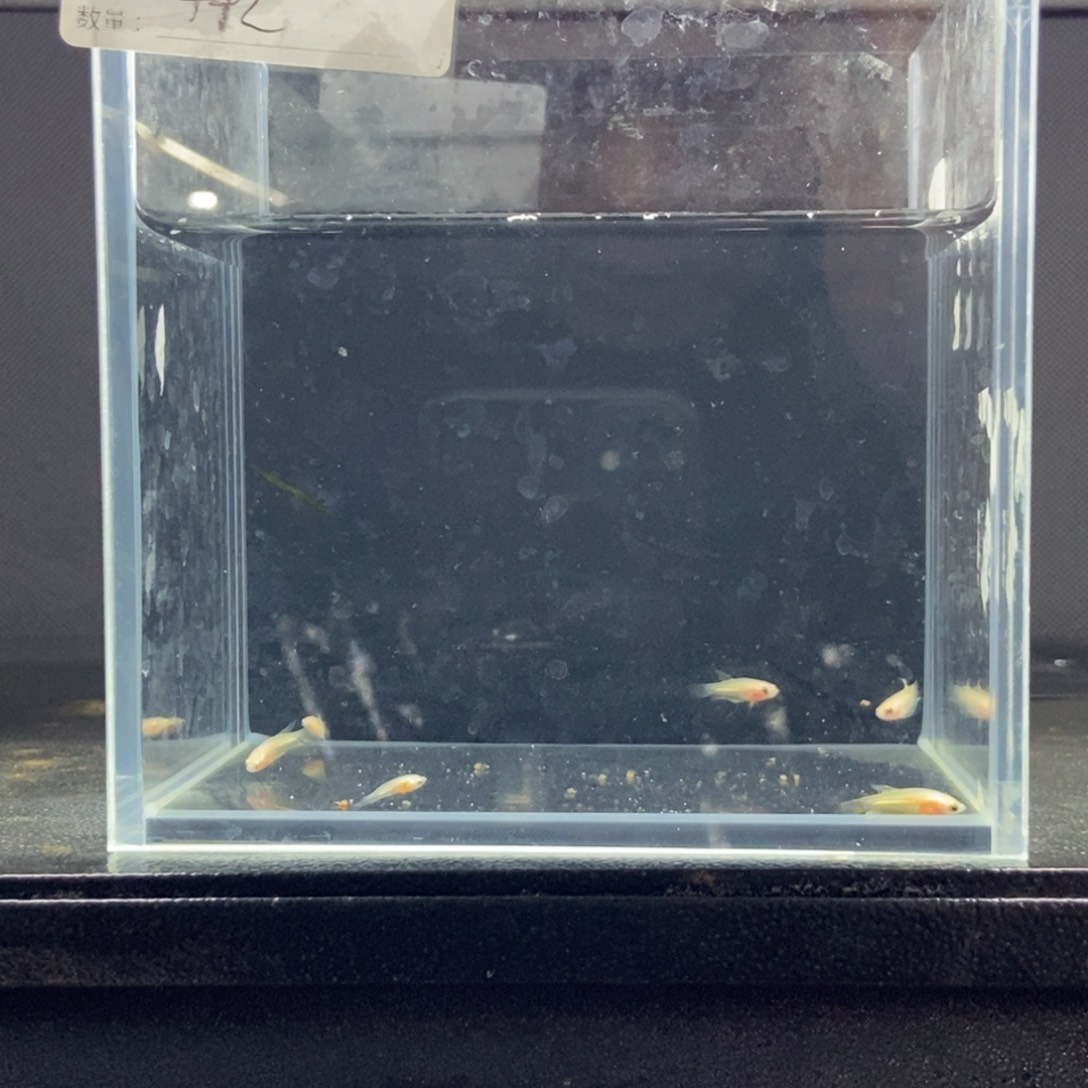 斗鱼包活不包损所见即所得468