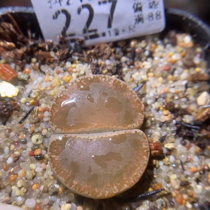  精品生石花218.227