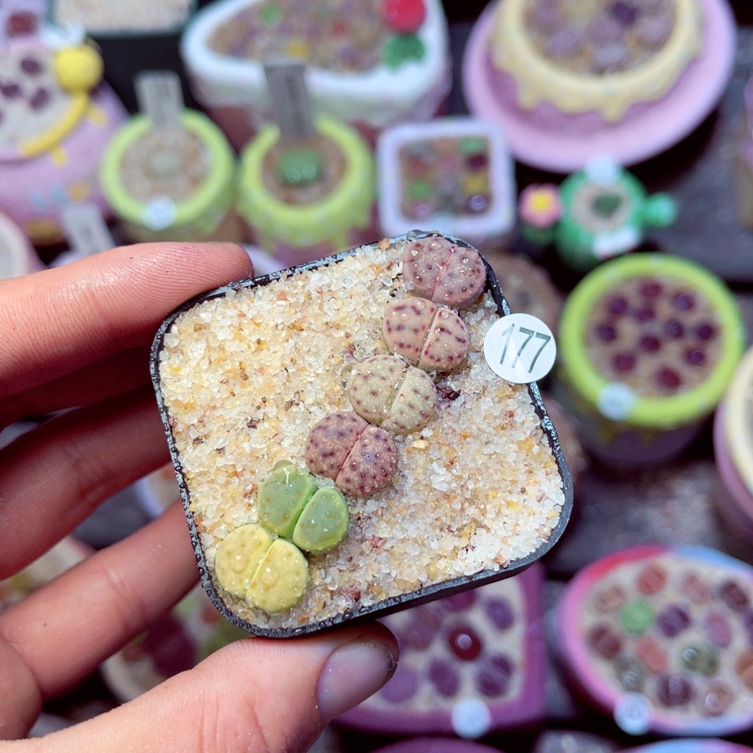 177生石花带盆发