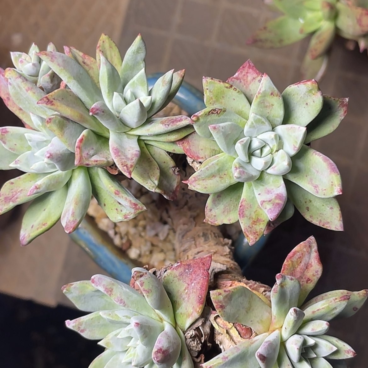 【闪购商品】苹果叶
