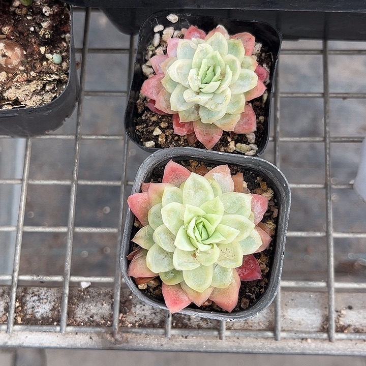 我也不知道我为什么要这样