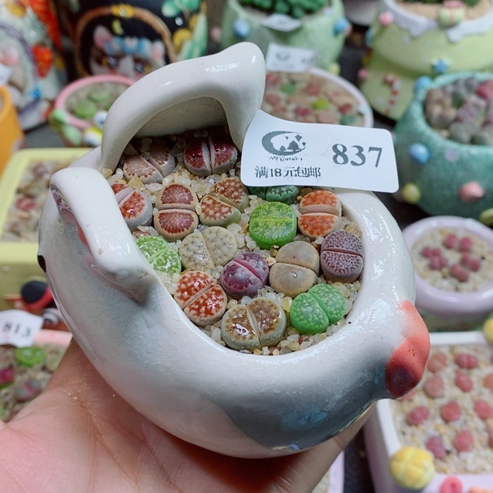 云***朵生石花花花花花花837