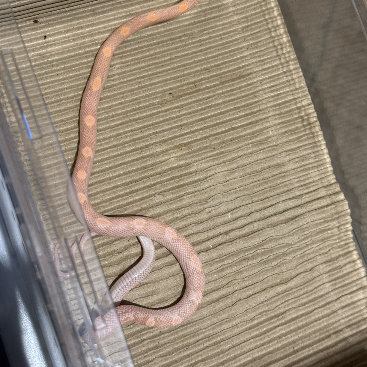 极品发色三文鱼 稳冻健康好上手